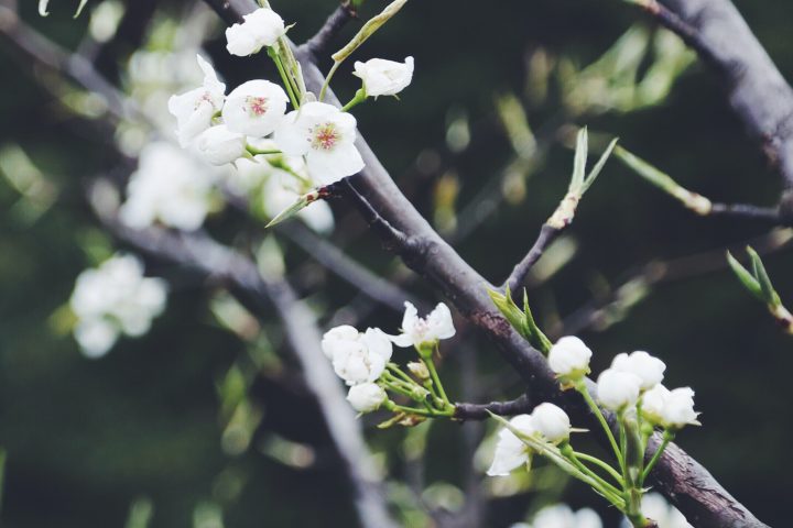 selective focus photography of white petaled flower tree